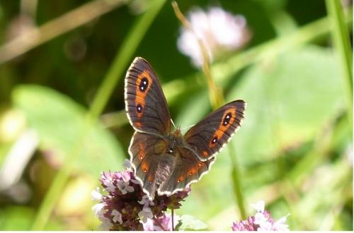 Réf. 191 265 : Erebia aethiops